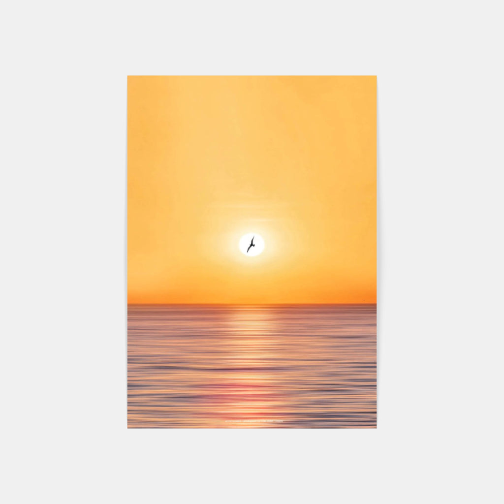 Seagull over Sorrento poster