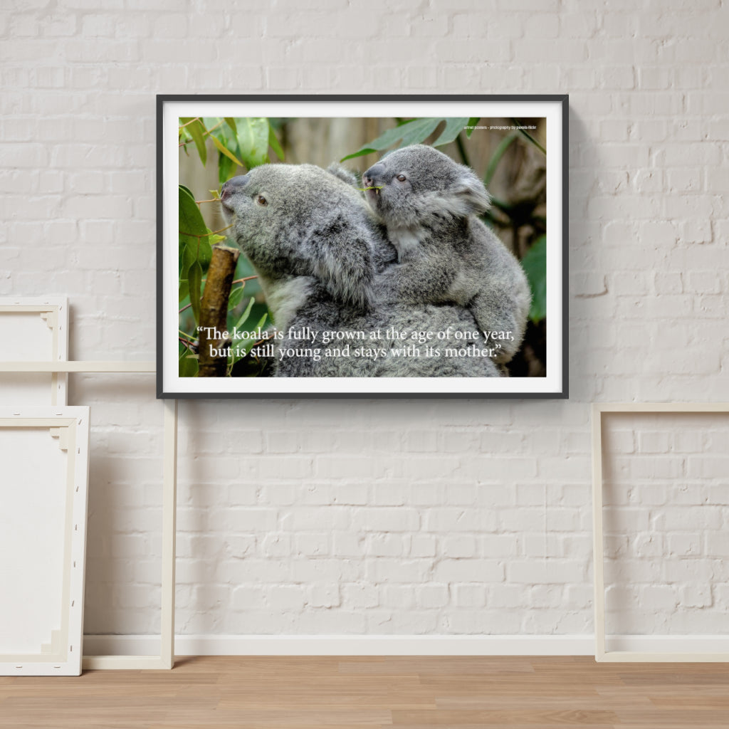 Koala poster