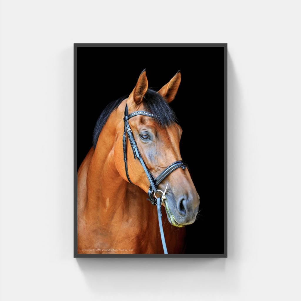 Thoroughly Well-Bred horse poster