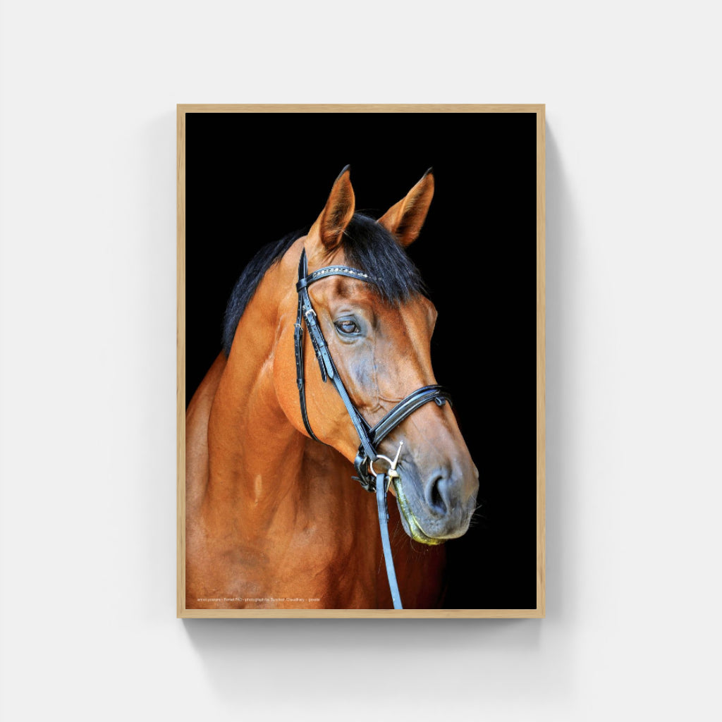 Thoroughly Well-Bred horse poster