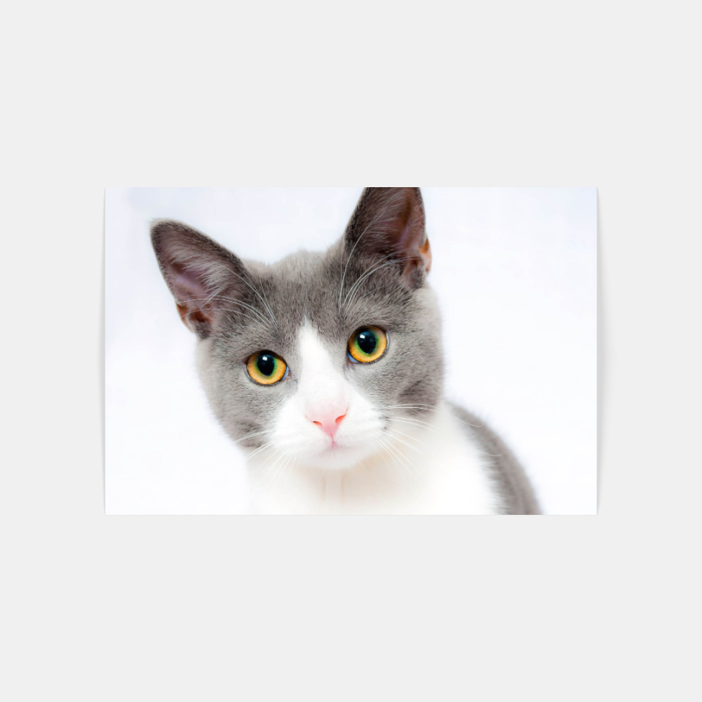 There are no Ordinary Cats poster
