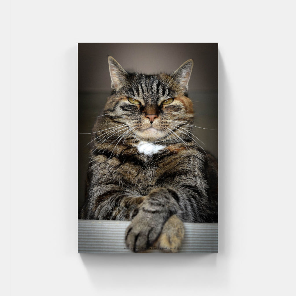 Master of the Universe cat poster