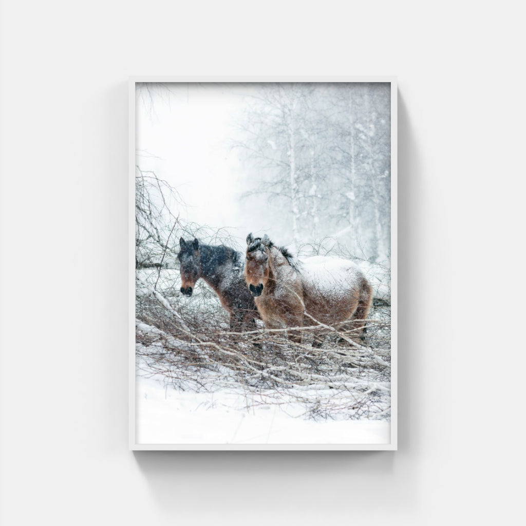 Snow Horses poster