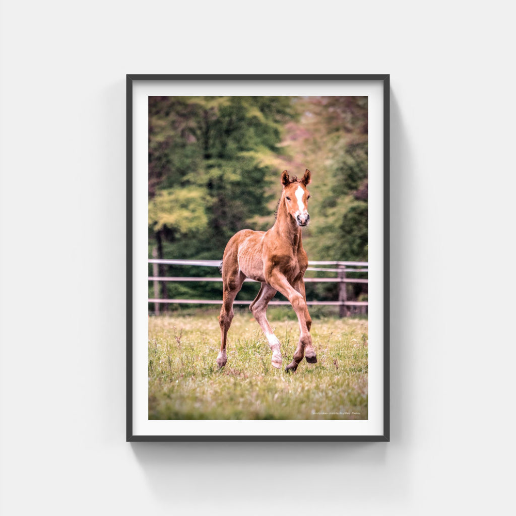 Foal poster