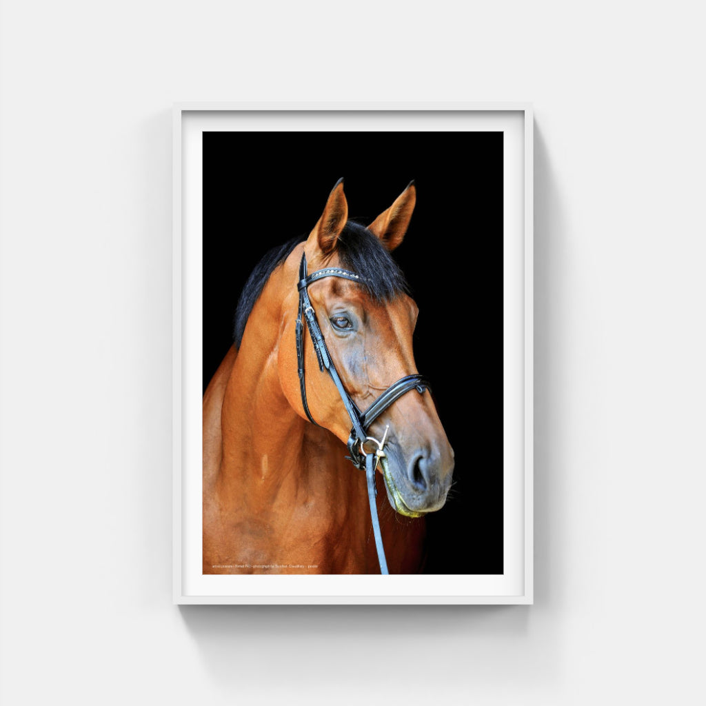 Thoroughly Well-Bred horse poster