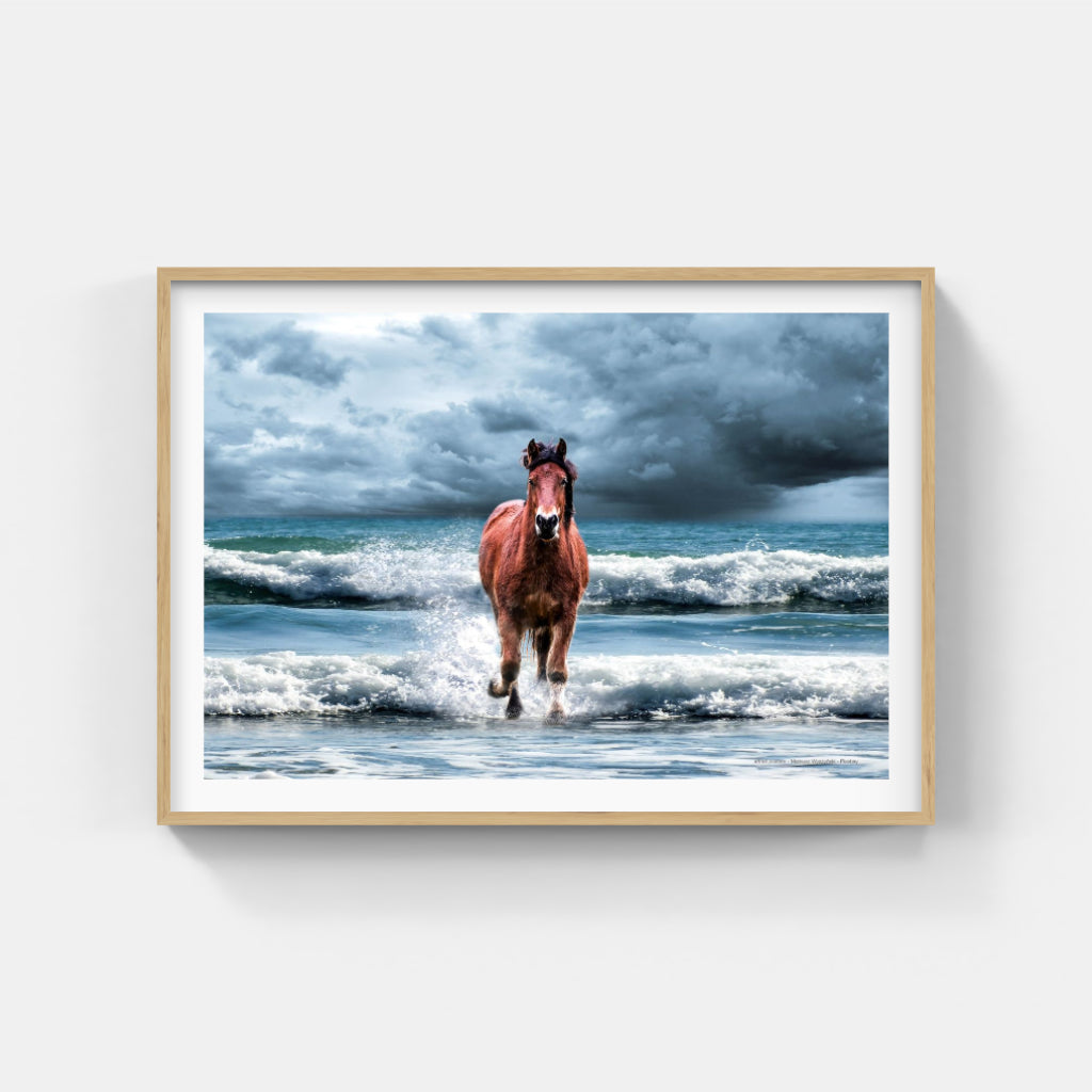 Sea Horse poster