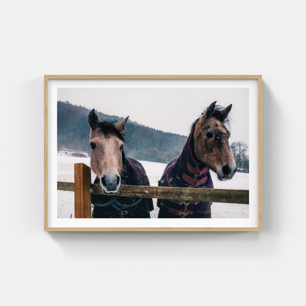 Snow Horses poster