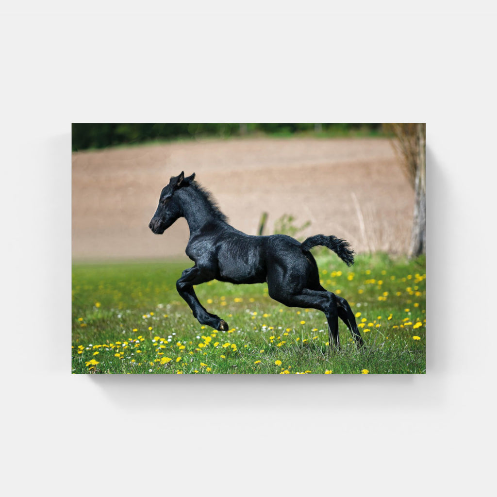 Black Foal poster