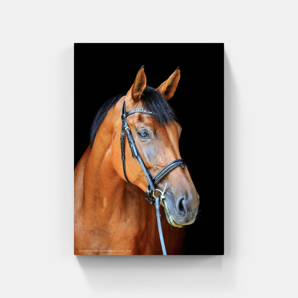 Thoroughly Well-Bred horse poster