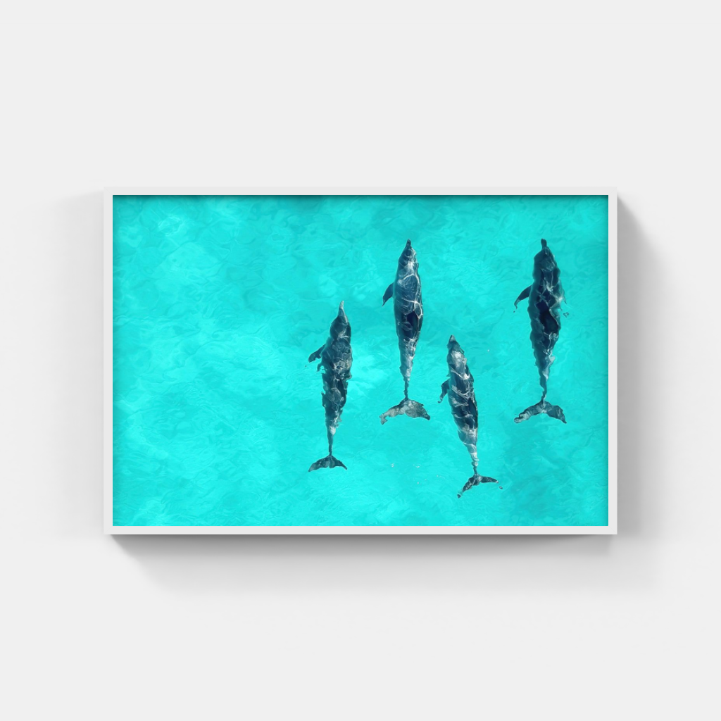 The Intelligence of Dolphins poster