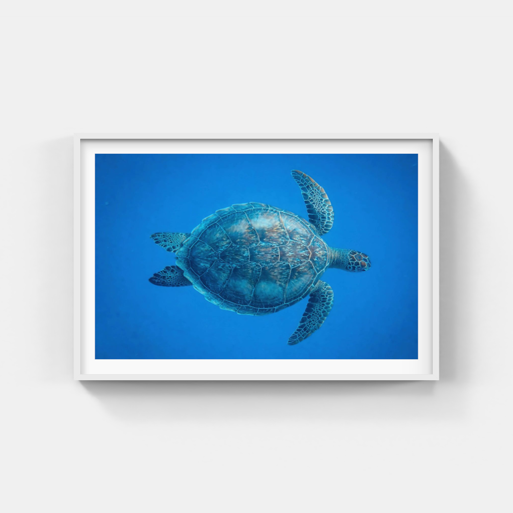 Turtle poster