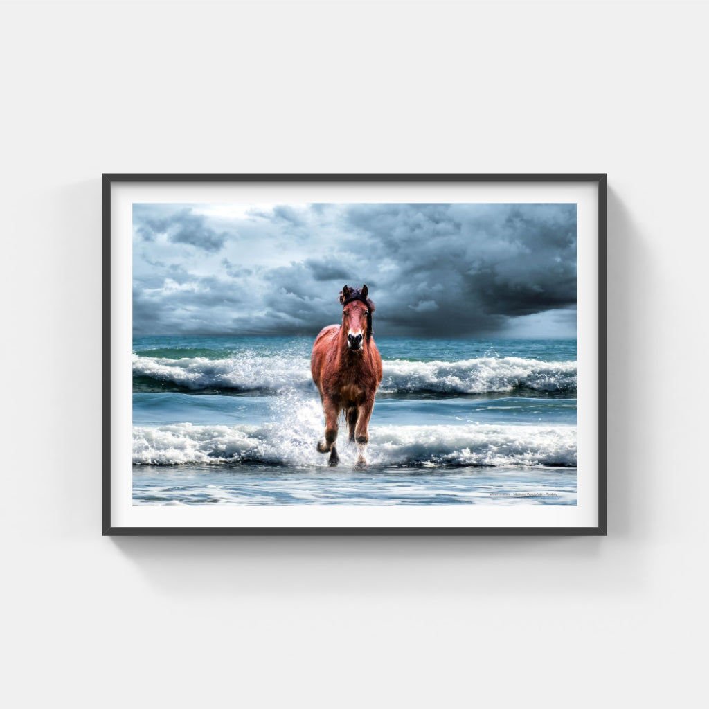 Sea Horse poster