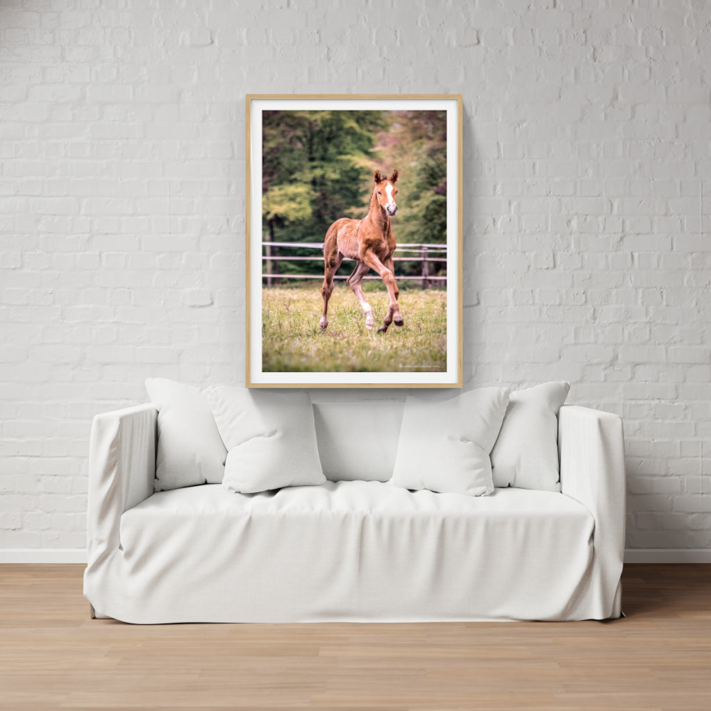 Foal poster