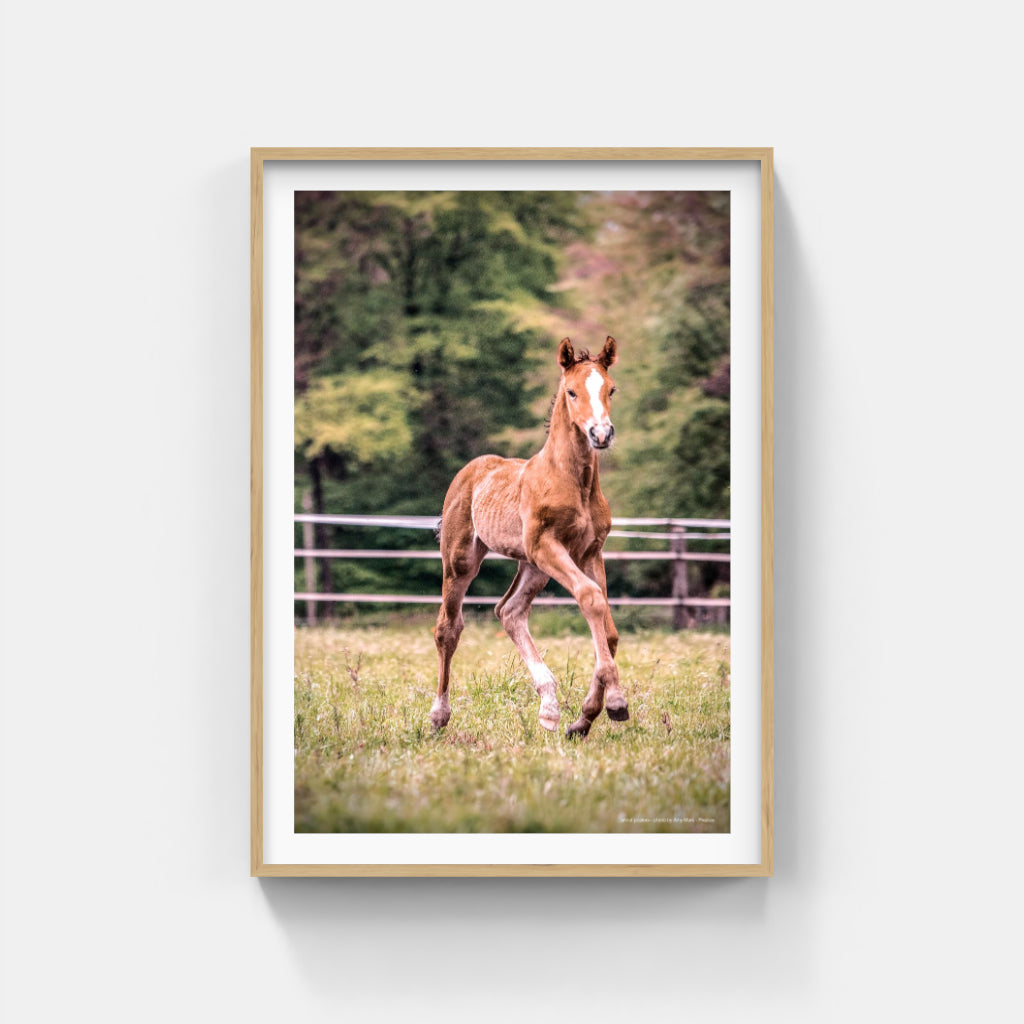 Foal poster