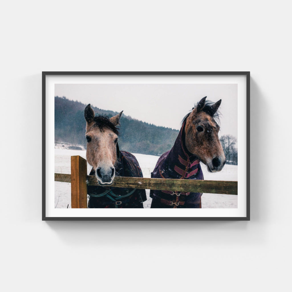 Snow Horses poster