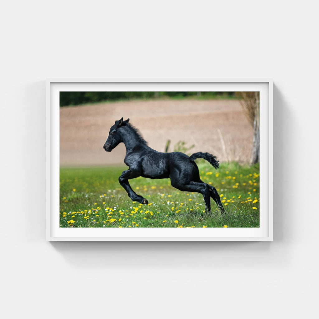 Black Foal poster