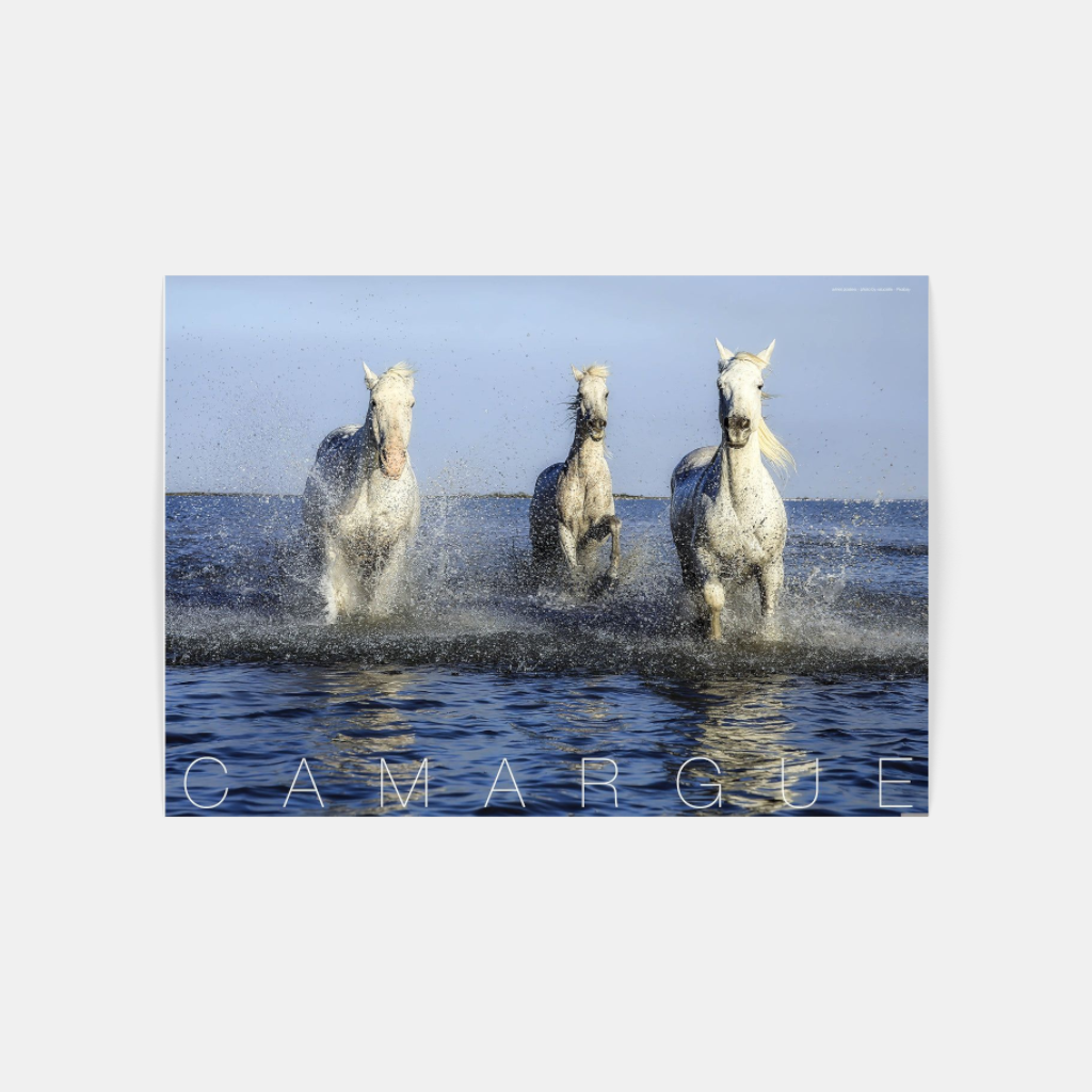 Camargue Horses poster