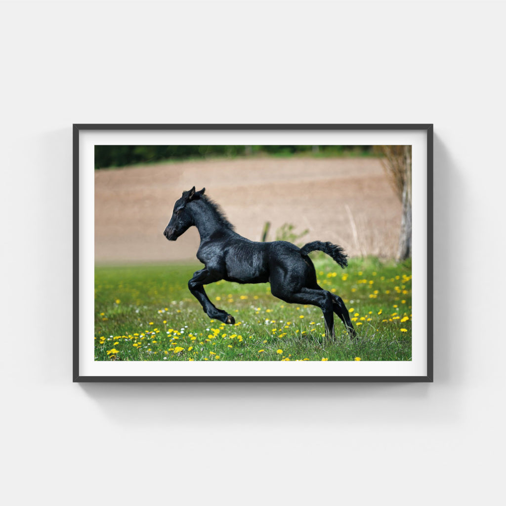 Black Foal poster