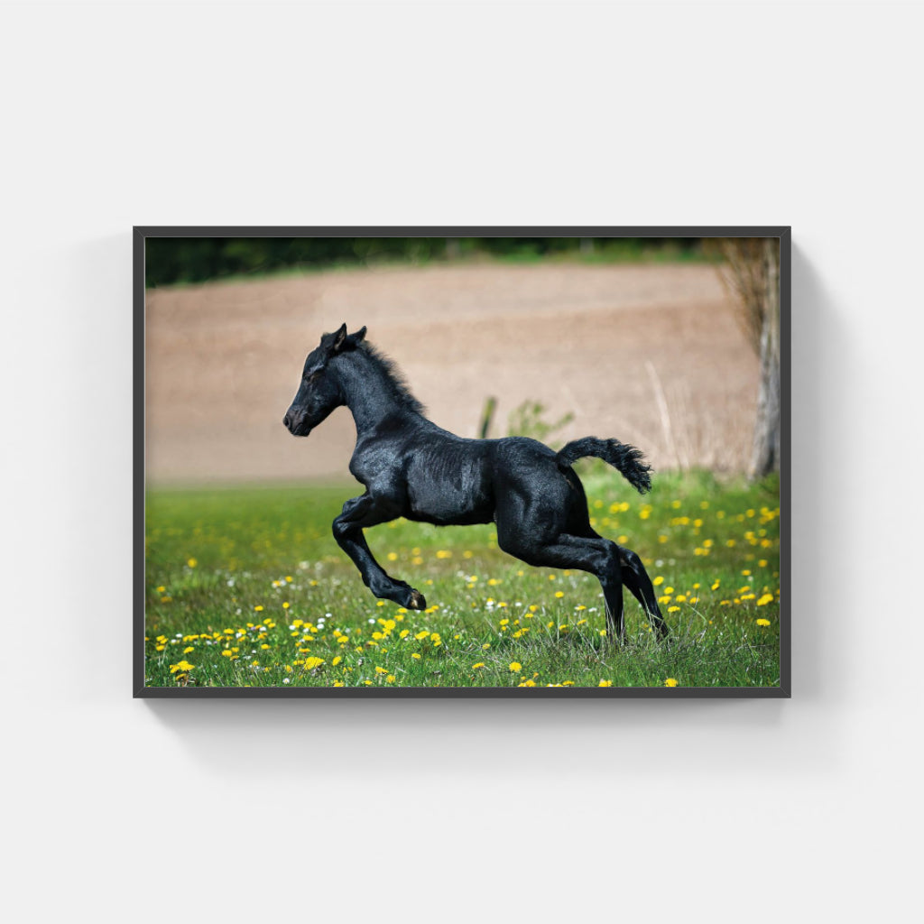 Black Foal poster