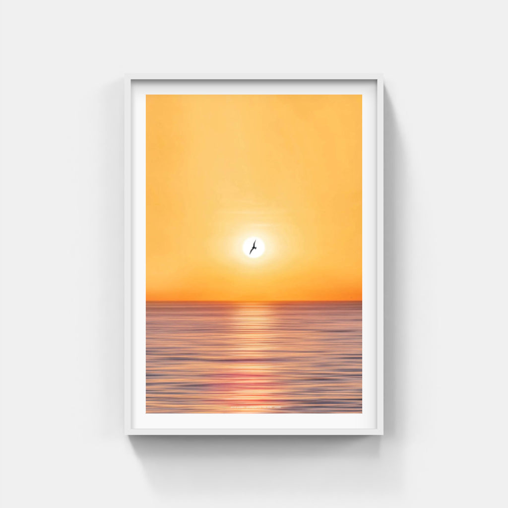 Seagull over Sorrento poster