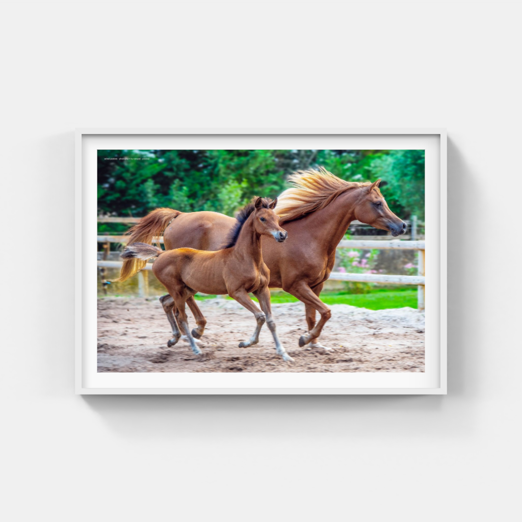 Mother and Foal poster