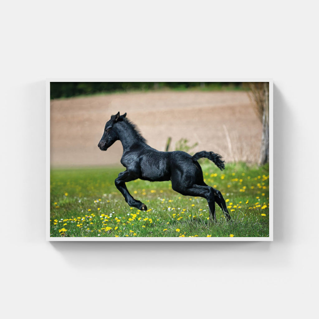 Black Foal poster