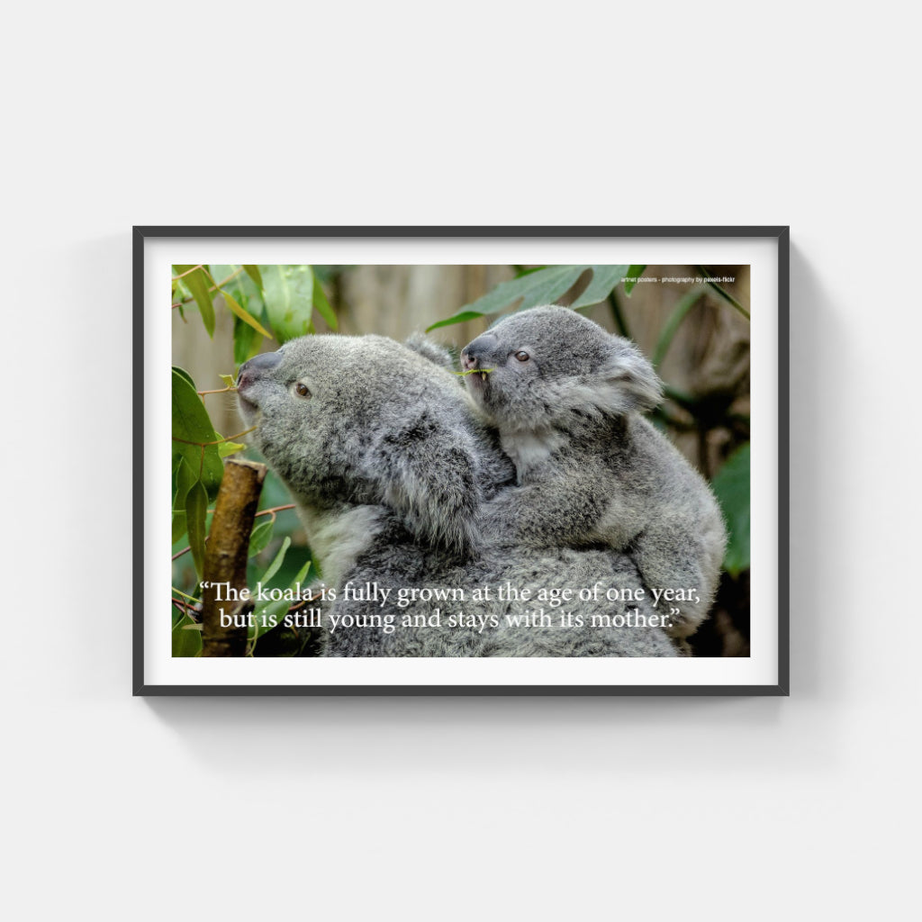 Koala poster
