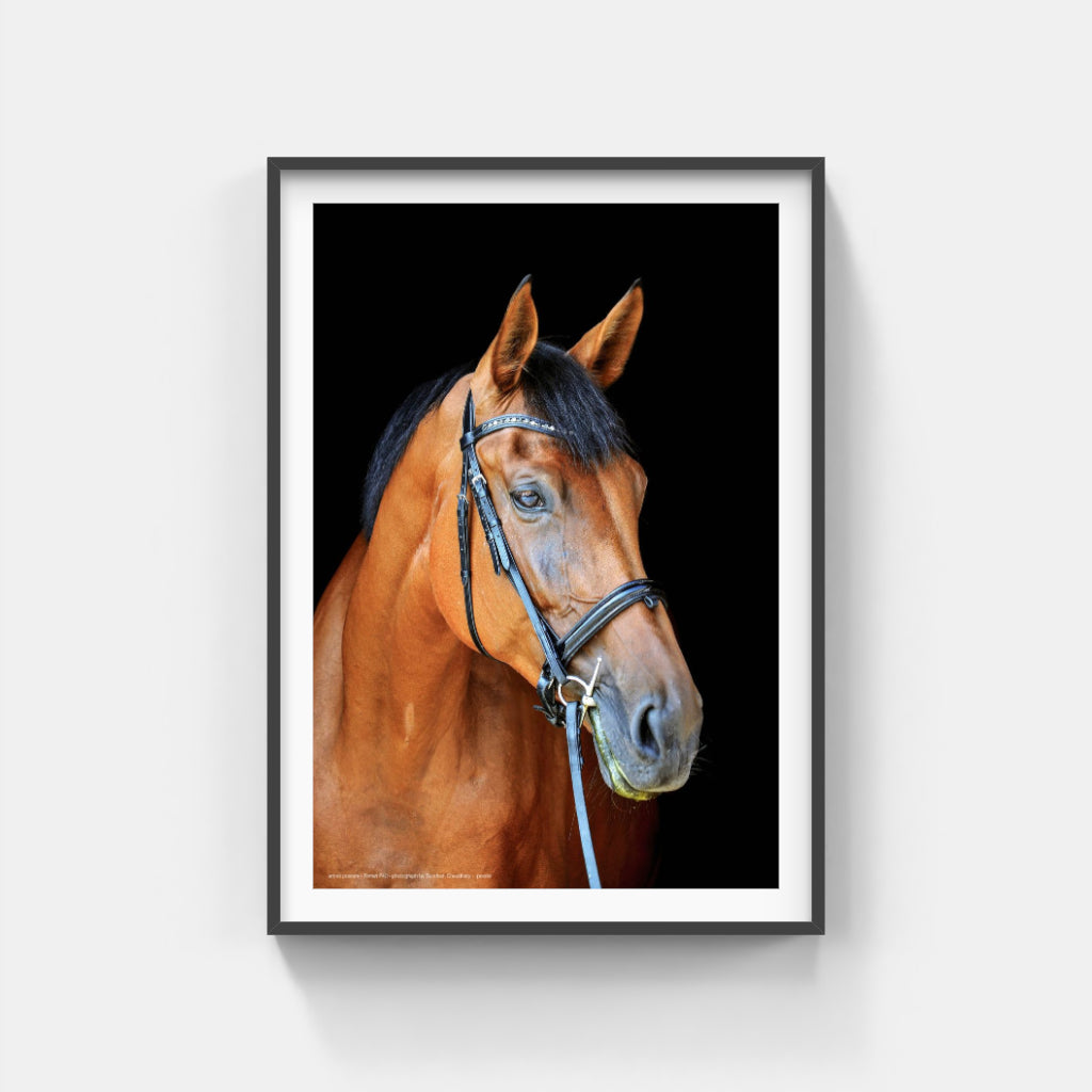 Thoroughly Well-Bred horse poster