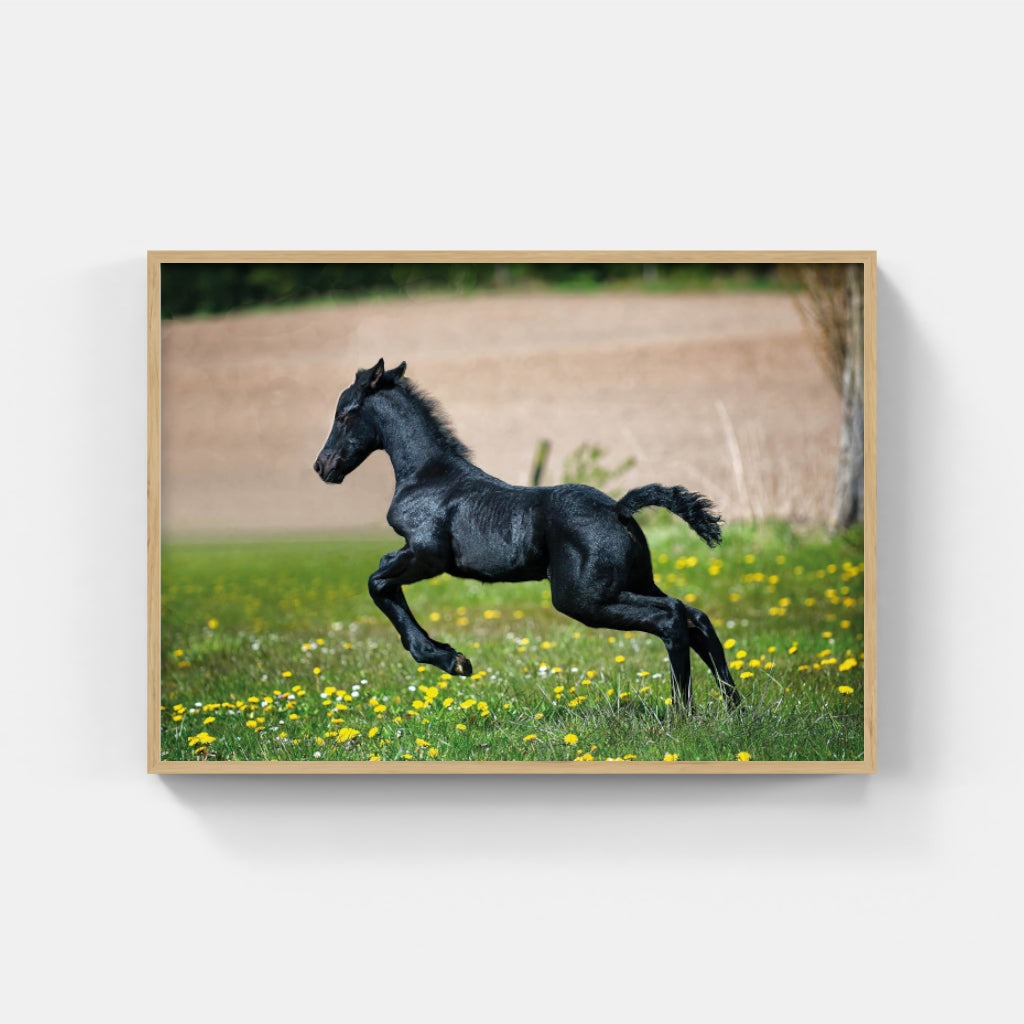 Black Foal poster