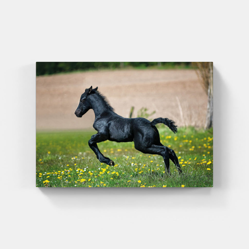 Black Foal poster