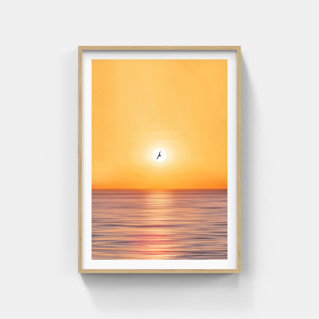 Seagull over Sorrento poster