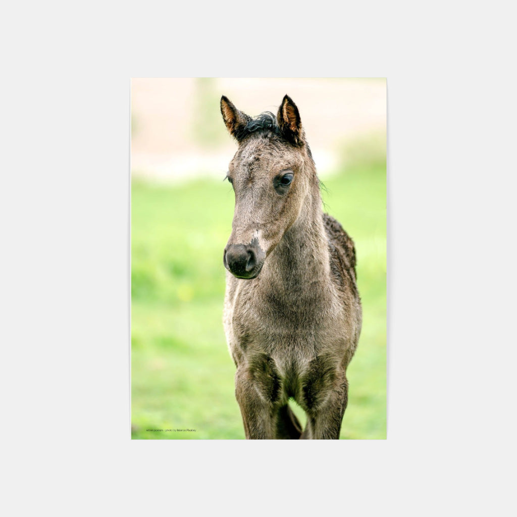 Foal poster