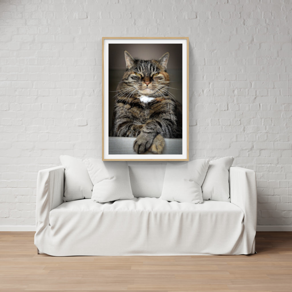 Master of the Universe cat poster