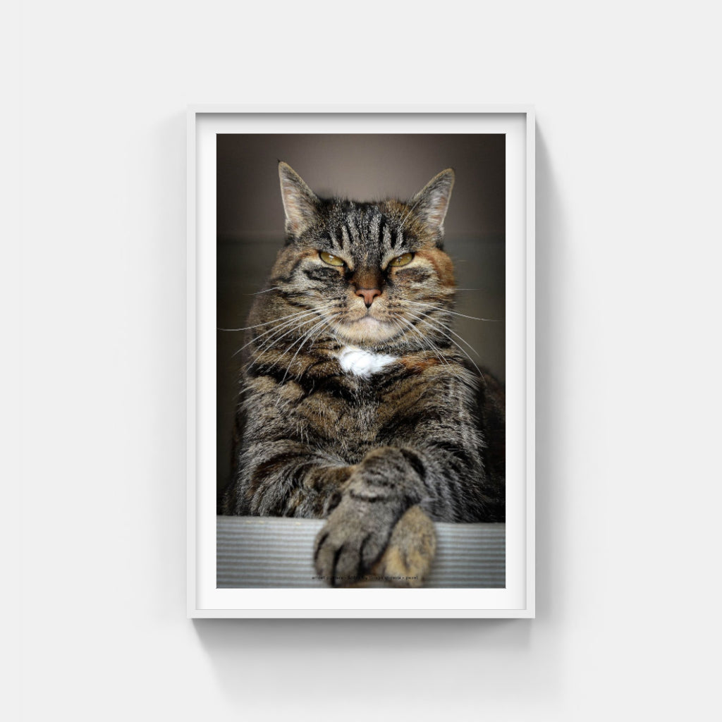 Master of the Universe cat poster