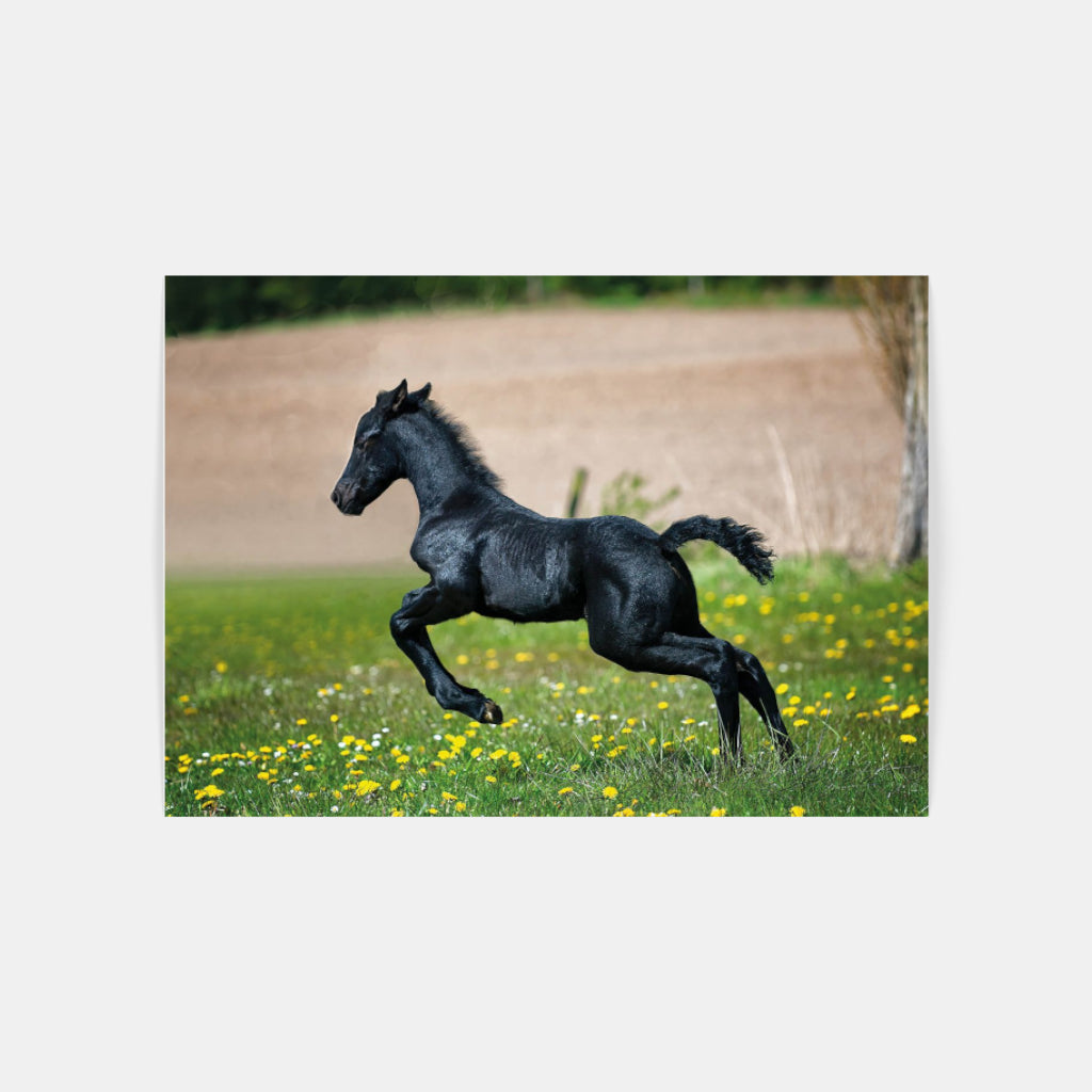 Black Foal poster