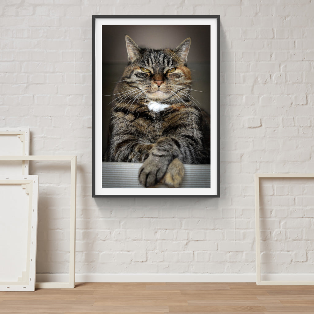 Master of the Universe cat poster