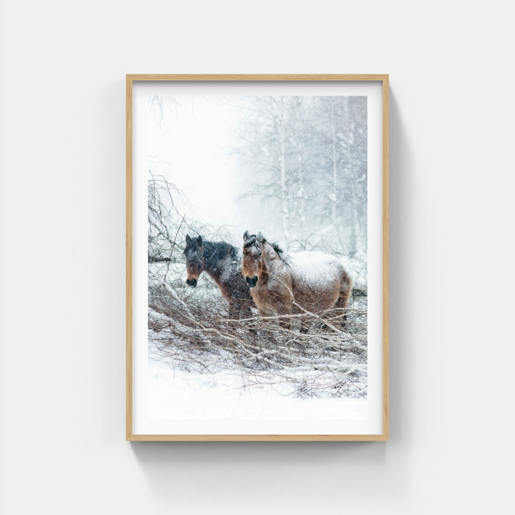 Snow Horses poster