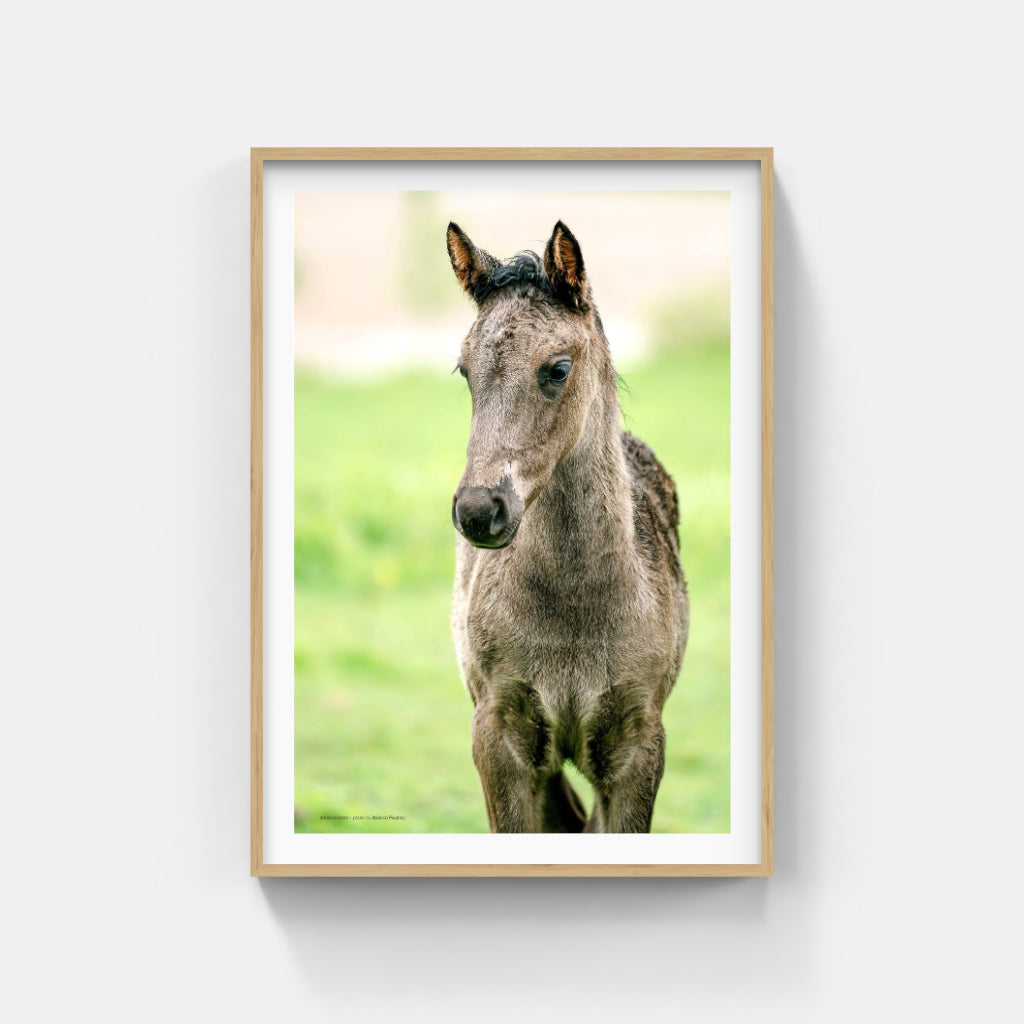 Foal poster