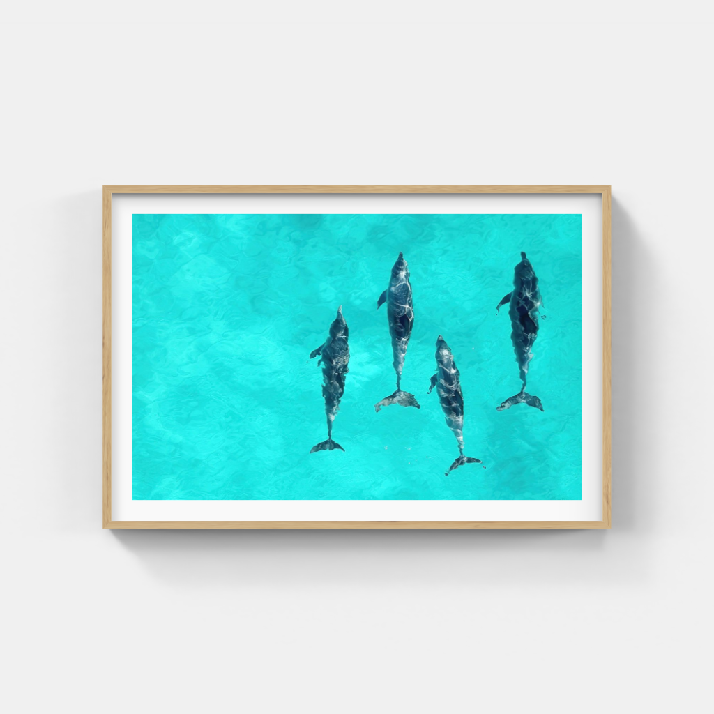 The Intelligence of Dolphins poster