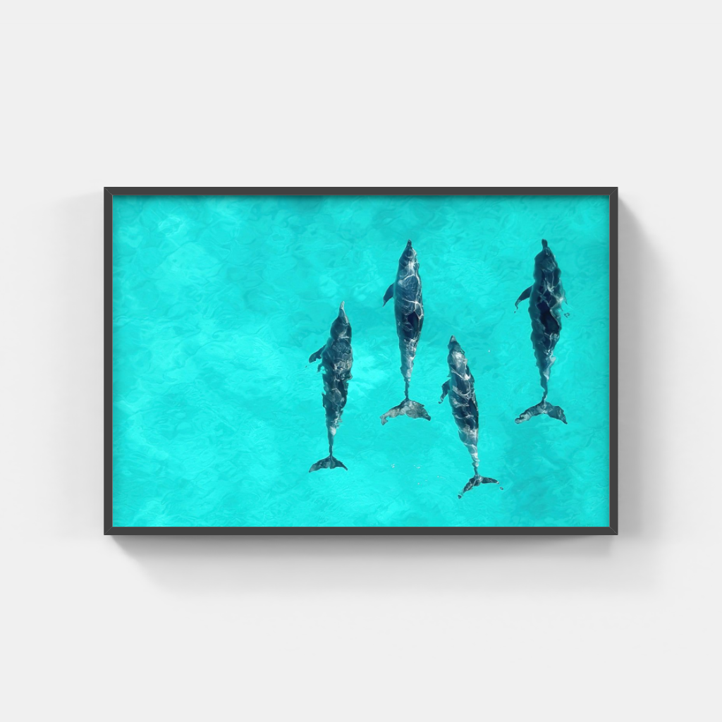 The Intelligence of Dolphins poster