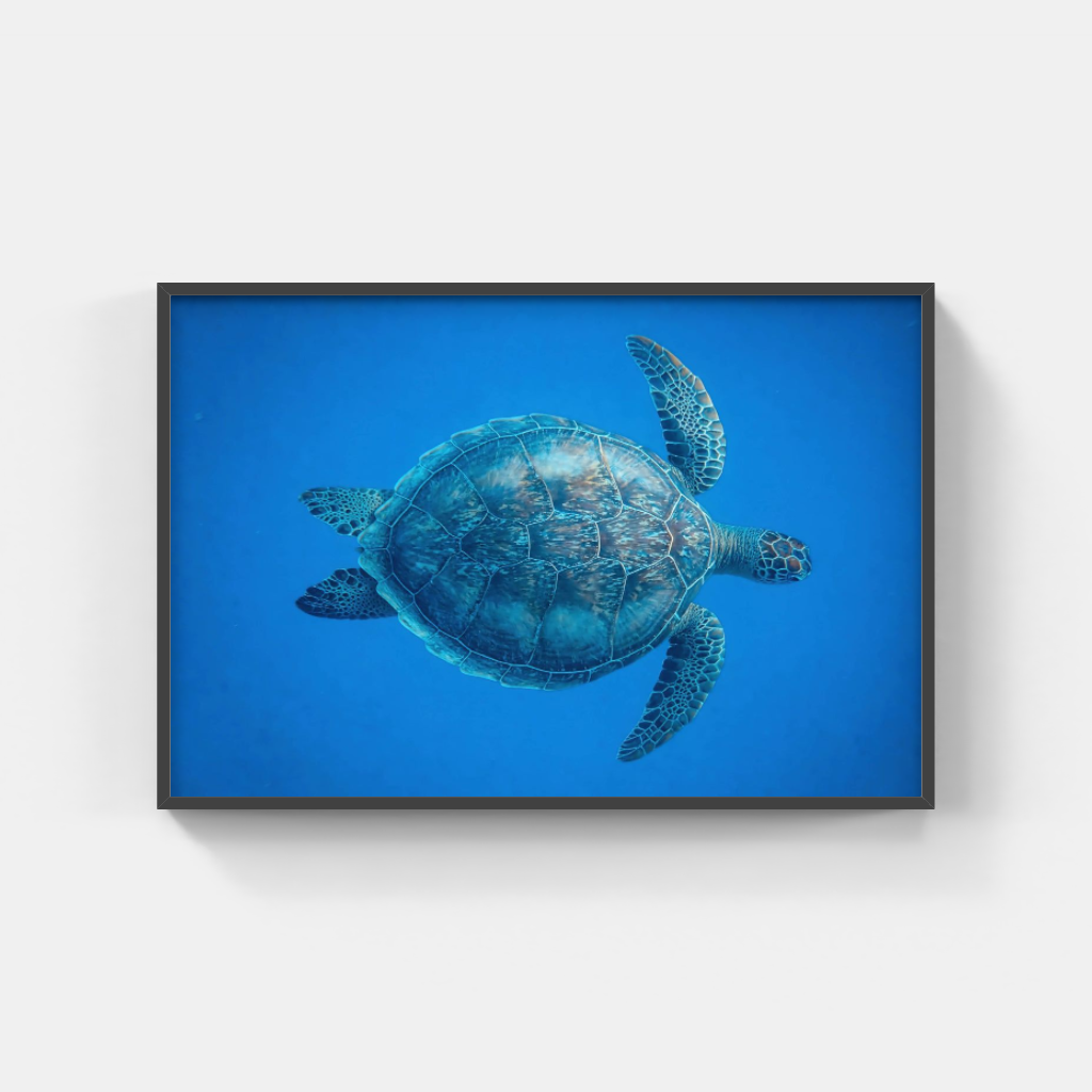 Turtle poster
