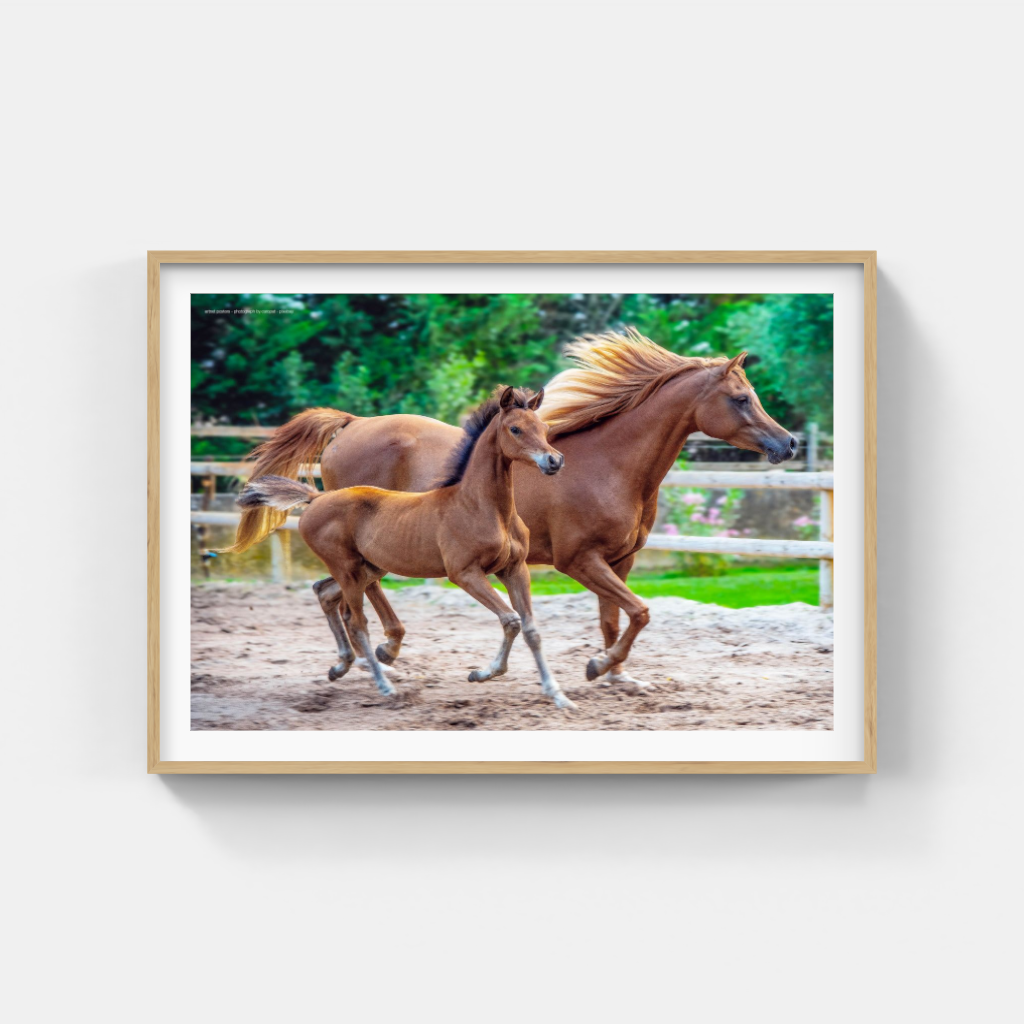 Mother and Foal poster