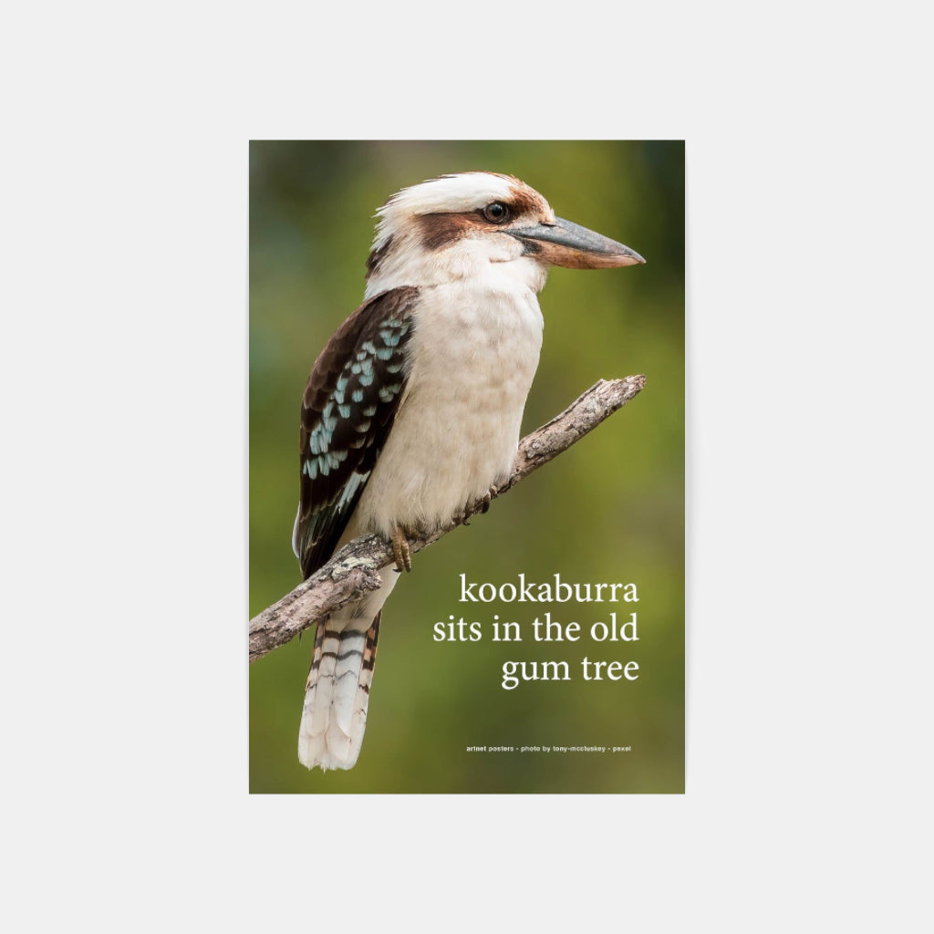 Kookaburra sits in the Old Gum Tree poster
