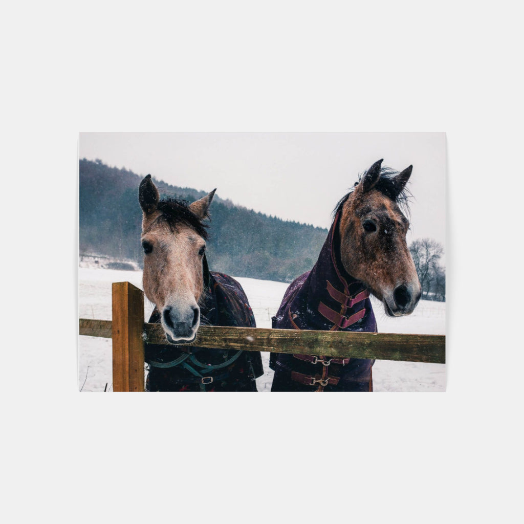 Snow Horses poster