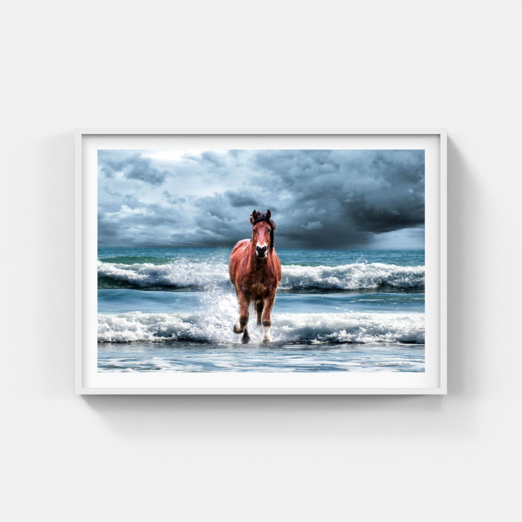 Sea Horse poster