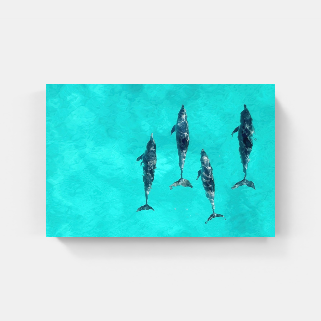 The Intelligence of Dolphins poster