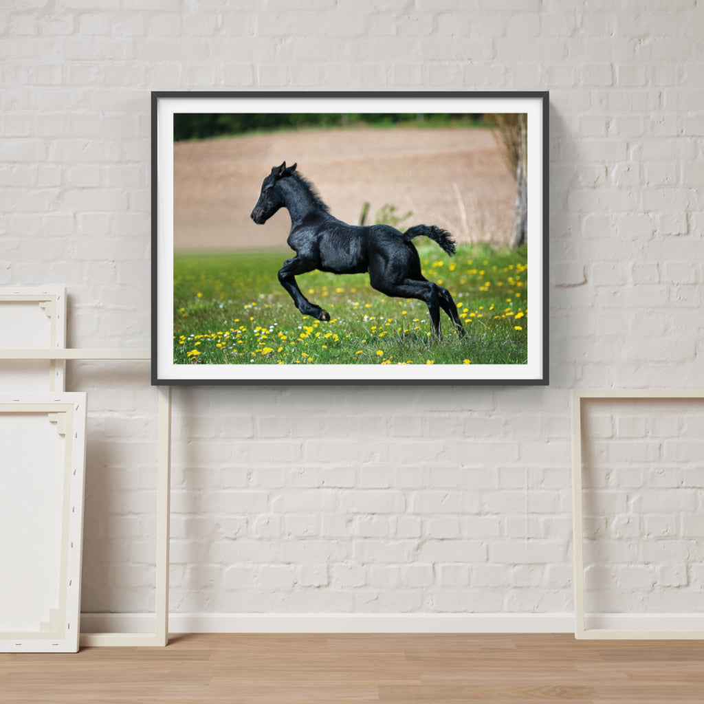 Black Foal poster