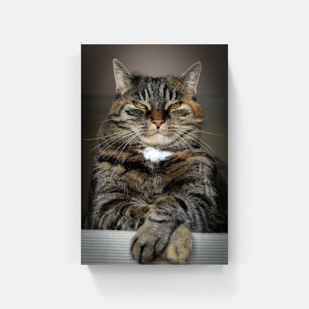 Master of the Universe cat poster
