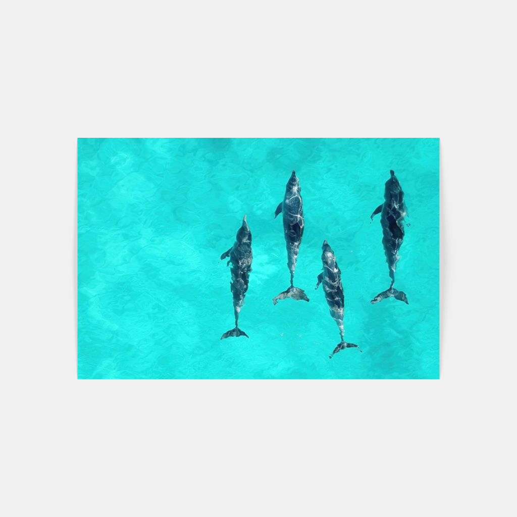 The Intelligence of Dolphins poster