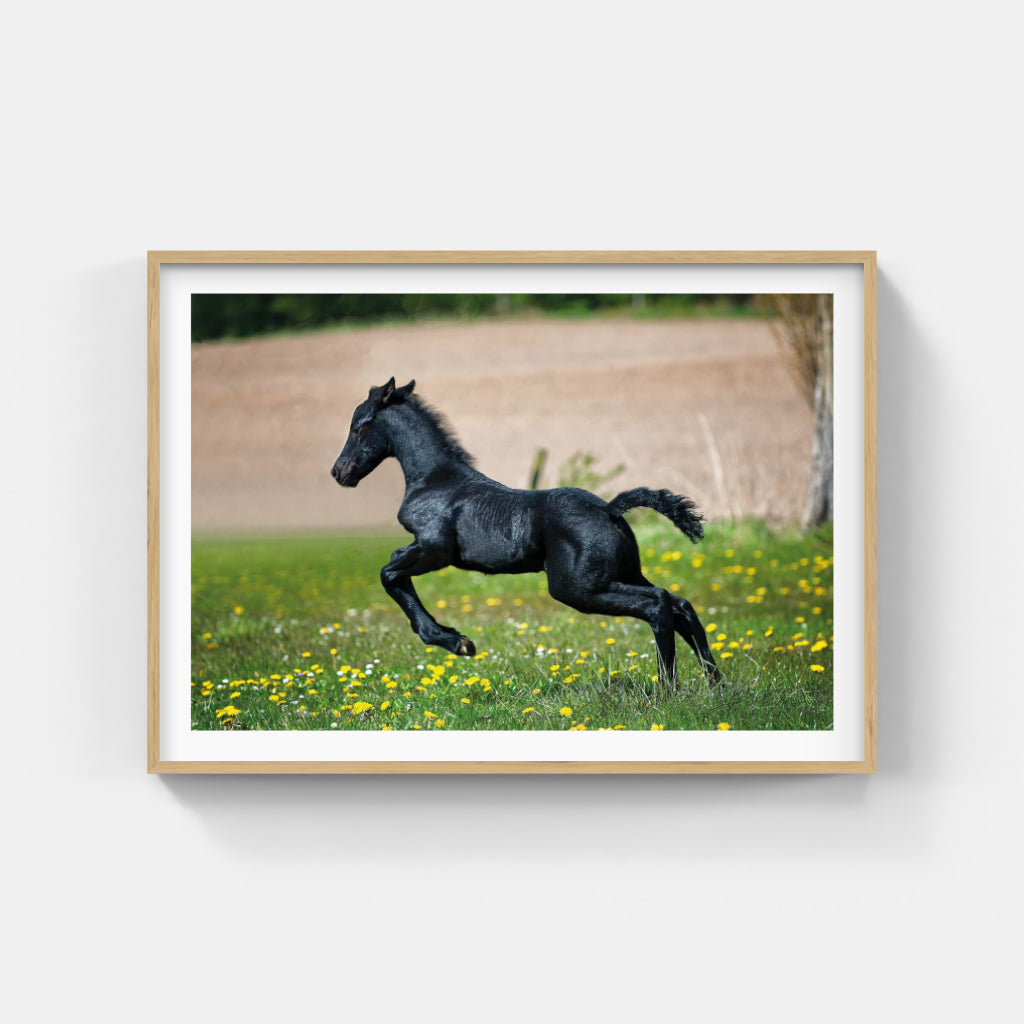 Black Foal poster
